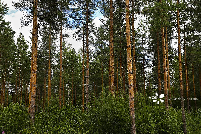 芬兰的欧洲赤松树图片素材