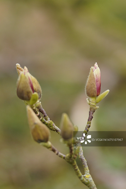 紫玉兰图片素材
