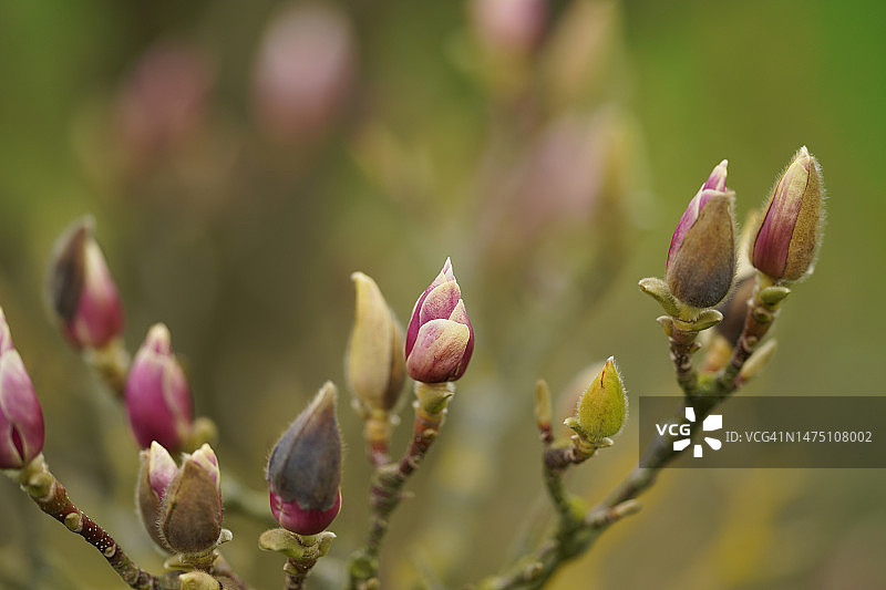 紫玉兰图片素材