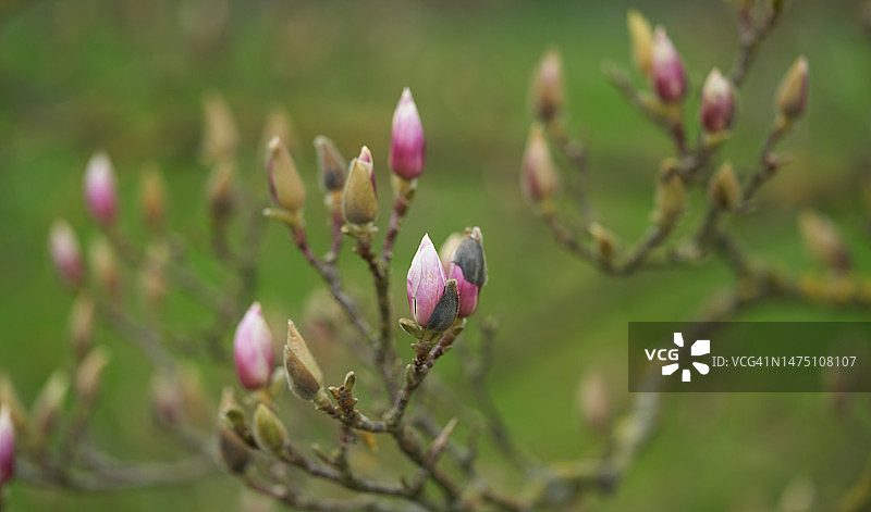 紫玉兰图片素材