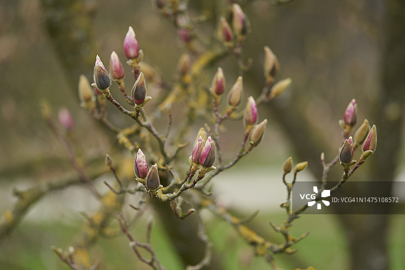 玉兰花图片素材