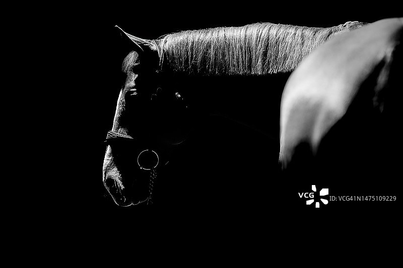 低调黑色背景马术摄影图片素材