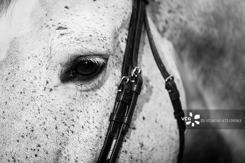 低调黑色背景马术摄影图片素材