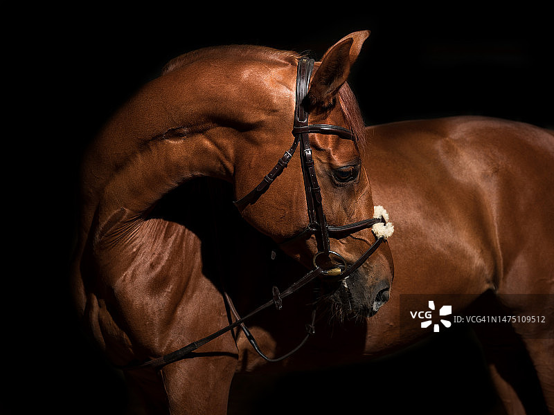 低调黑色背景马术摄影图片素材