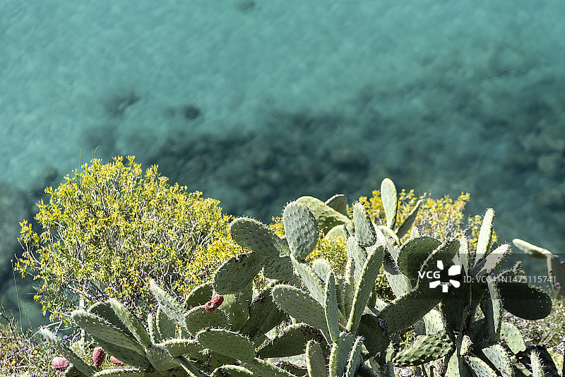 希腊地中海特色植被图片素材