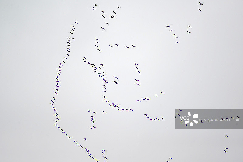 加拿大鹅图片素材