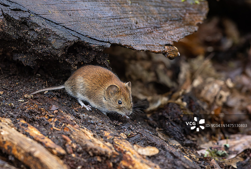 可爱的银行田鼠（学名：Myodes glareolus）图片素材