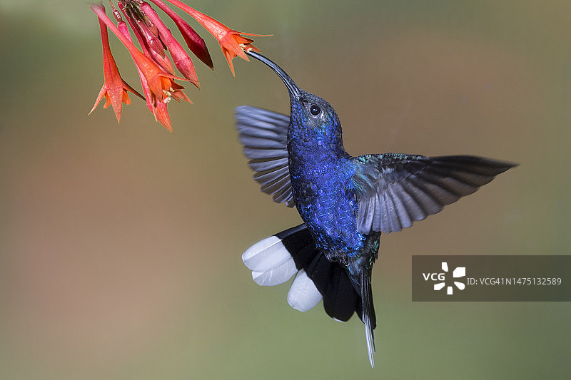 紫军刀翅蜂鸟在花朵上采食图片素材