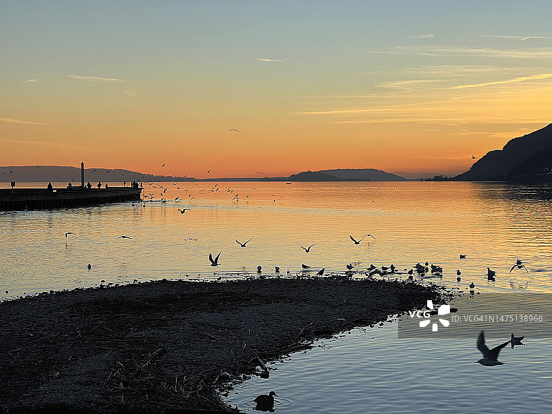 冬日傍晚比尔湖上的一群水鸟图片素材