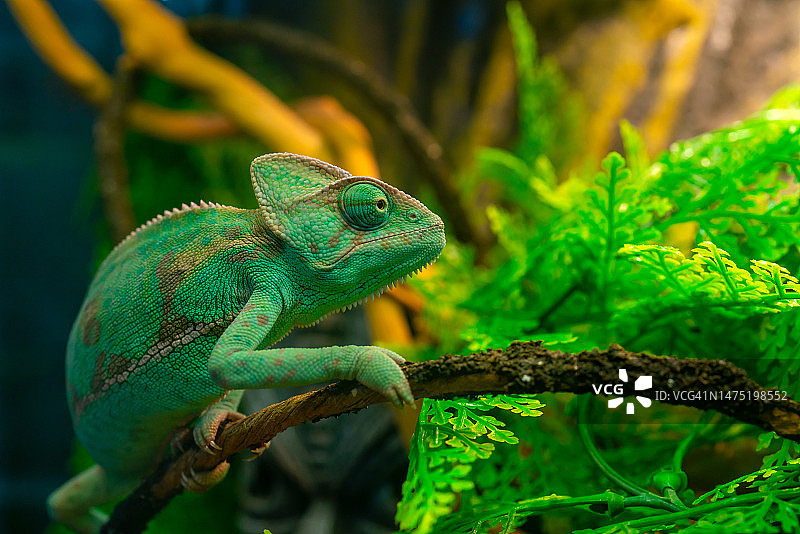 玻璃容器里的绿色变色龙图片素材