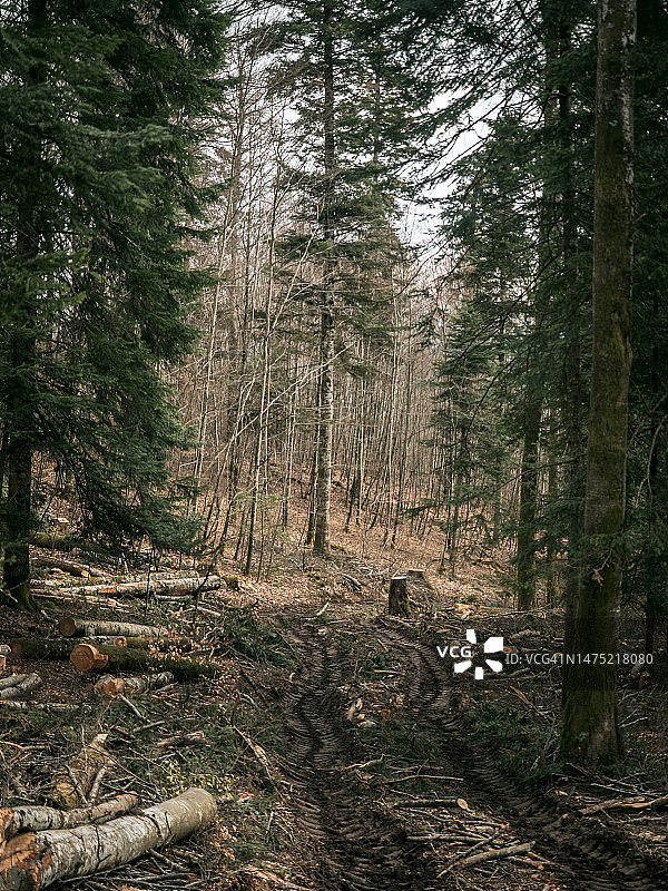 森林中的伐木痕迹、树木和树桩图片素材