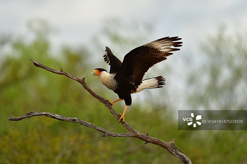 德克萨斯州的野生卡拉卡拉图片素材