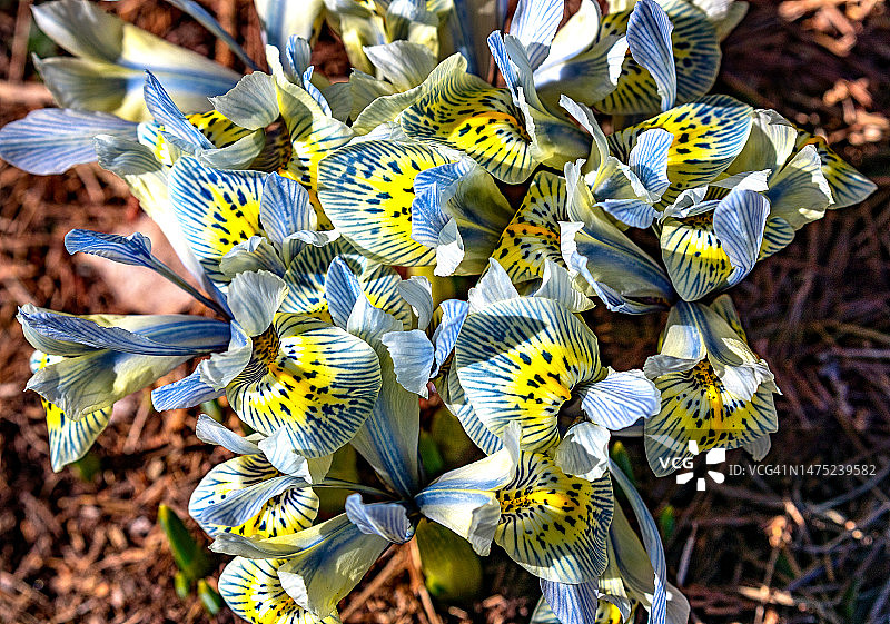 切屑虹膜特写图片素材