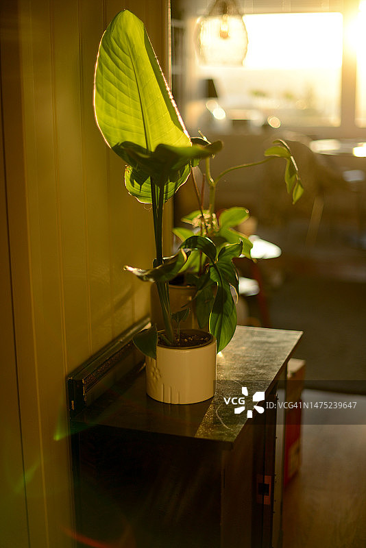 金色阳光下的客厅绿色植物图片素材