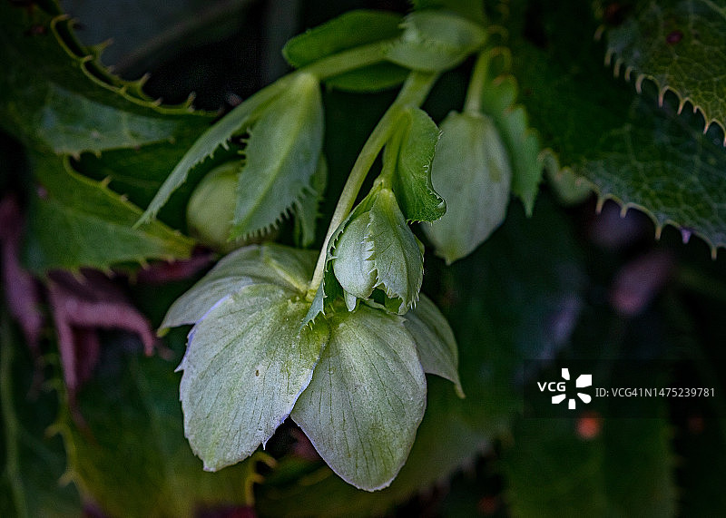 赫勒博尔图片素材