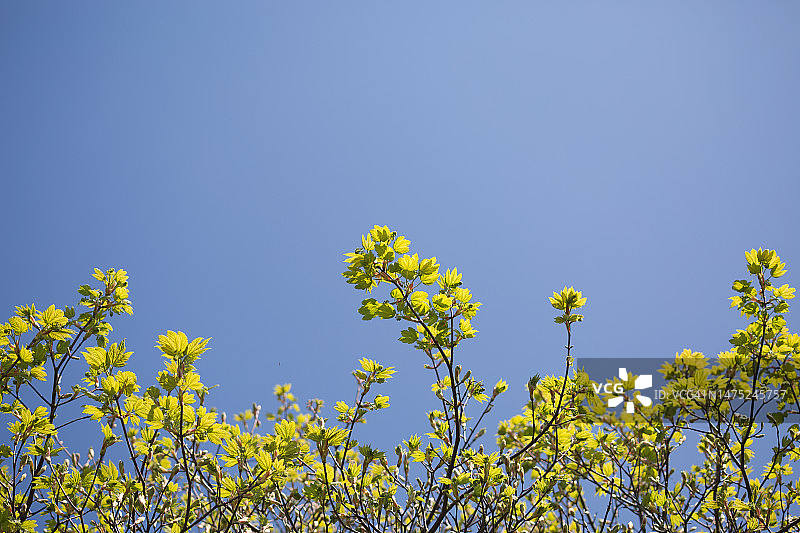 蓝色天空下的新梧桐树叶图片素材