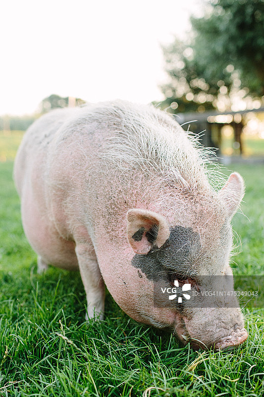 生态宠物动物园里在草地上吃草的猪图片素材