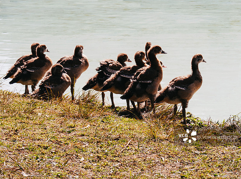一群加拿大鹅雏鹅站在池塘边图片素材