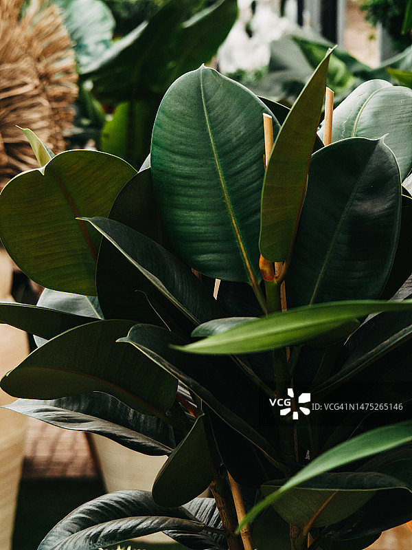 室内植物橡胶树，有光泽圆形绿叶图片素材