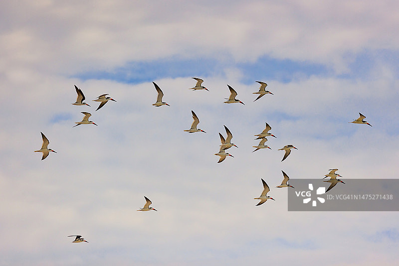 黑剪嘴鸥起飞图片素材