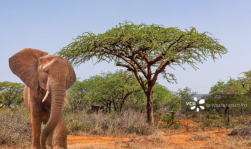 非洲象与金合欢树图片素材
