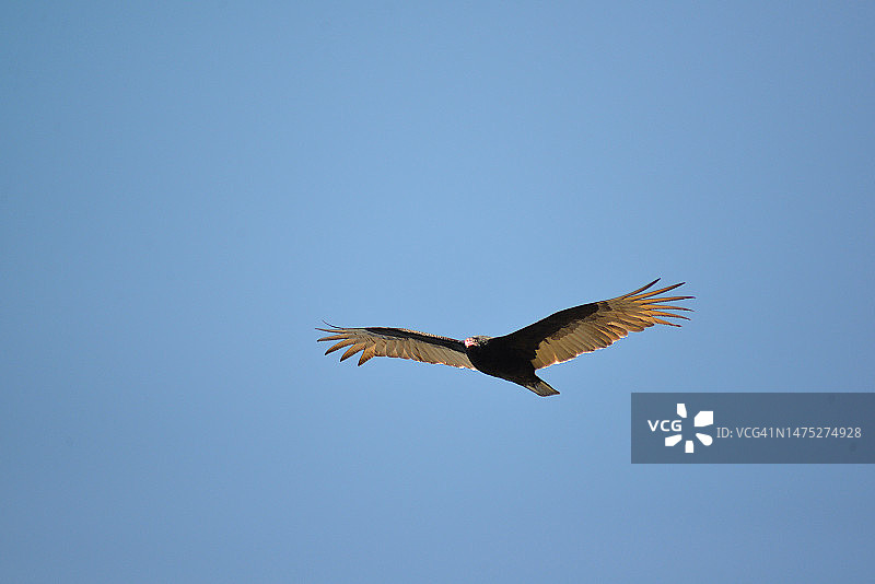 土耳其秃鹰图片素材