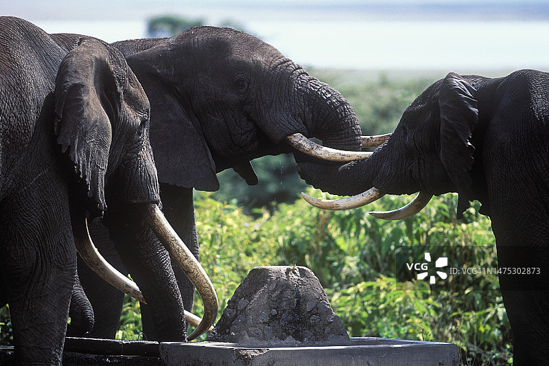 水井旁的公象图片素材