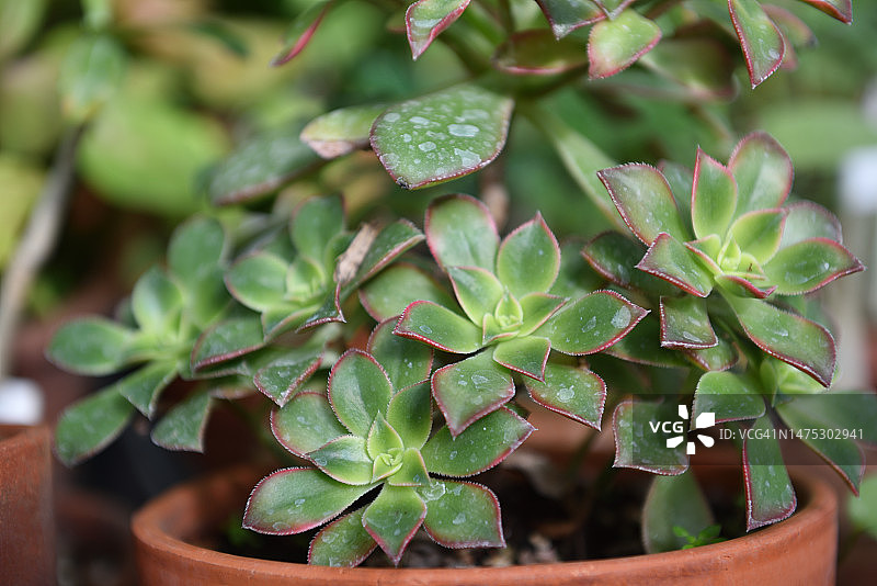 姬胧月多肉植物图片素材