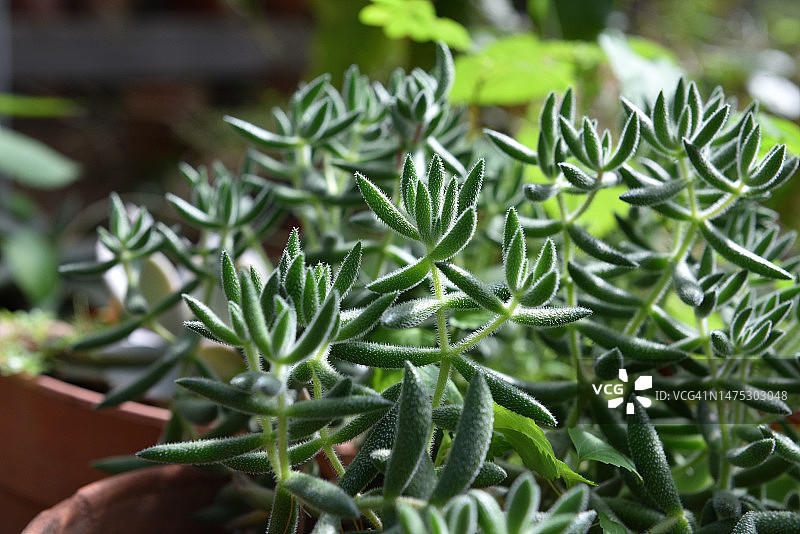 仙女杯多肉植物图片素材