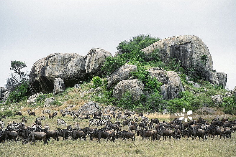 角马和斑马迁徙图片素材