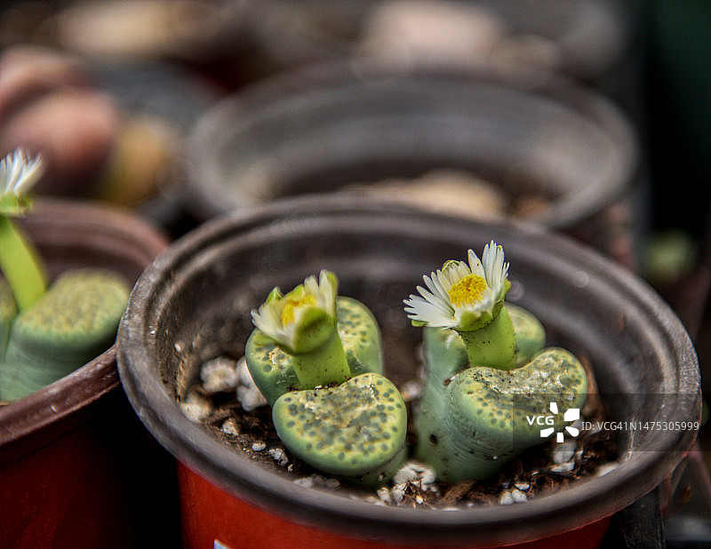 生石花 - 含苞待放的石头 -图片素材
