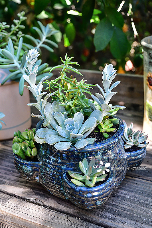 种植各种多肉植物的装饰盆栽图片素材