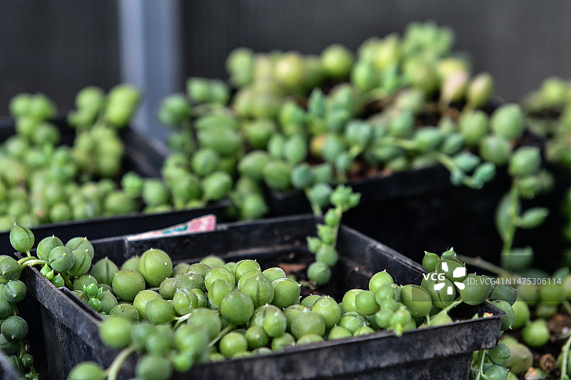 佛珠吊兰图片素材