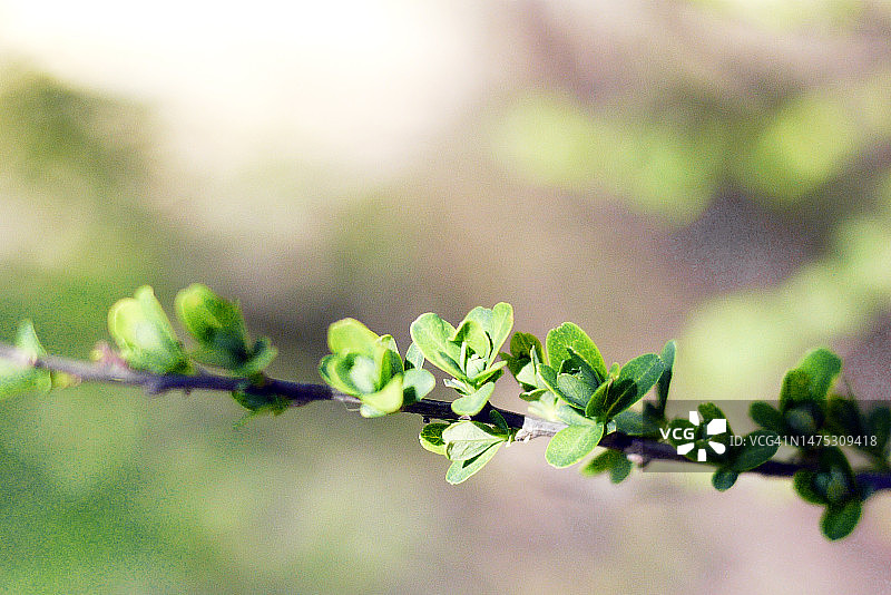 喷雪花枝条上的新叶特写图片素材