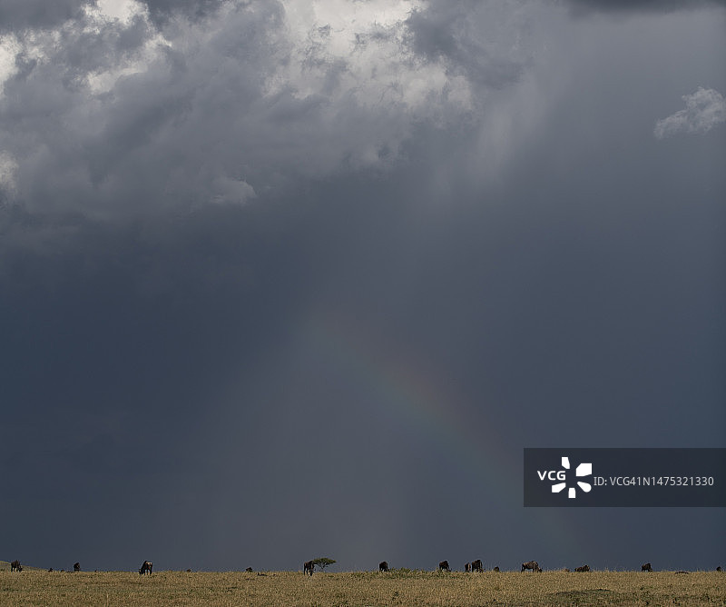 肯尼亚马赛马拉，彩虹下的角马图片素材