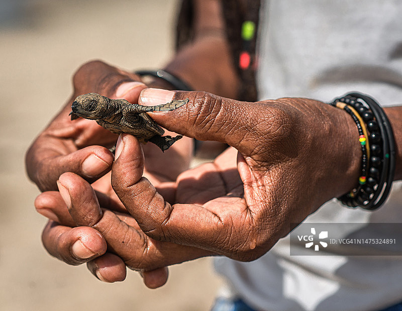 男子在加纳阿克拉拿着蜥蜴的腰部特写图片素材