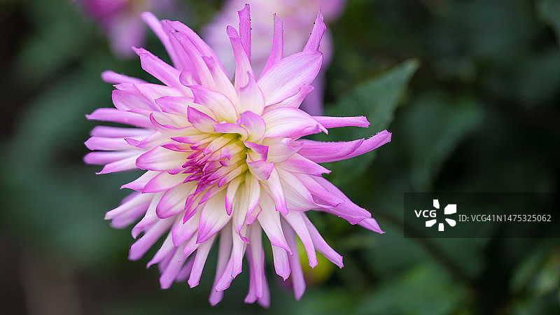谢珀顿维多利亚州粉色花朵特写图片素材