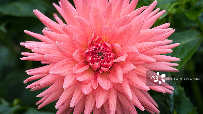 粉色大丽花特写，澳大利亚维多利亚州谢珀顿图片素材