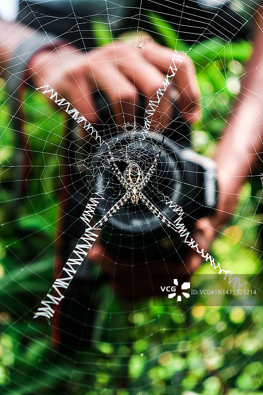 印度泰米尔纳德邦金奈的蜘蛛特写图片素材