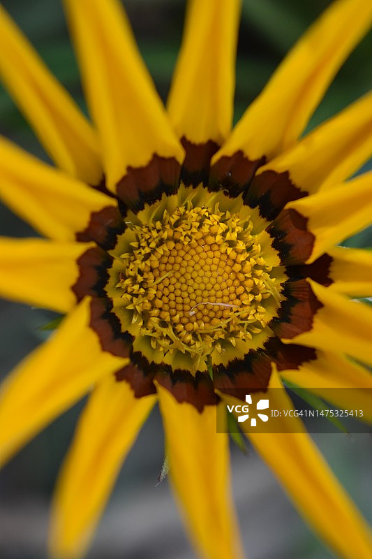 黄色花朵的特写图片素材