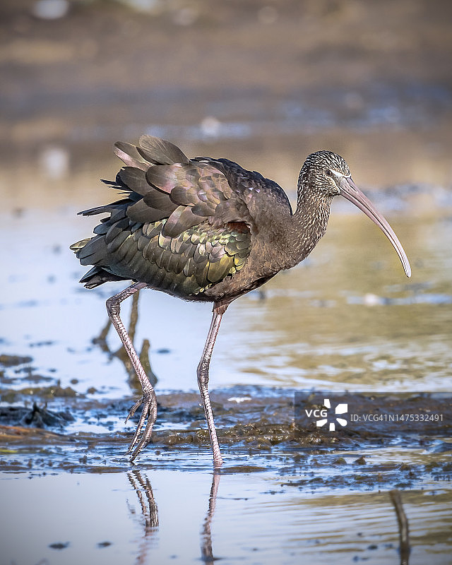 埃及湖中栖息的朱鹭特写图片素材