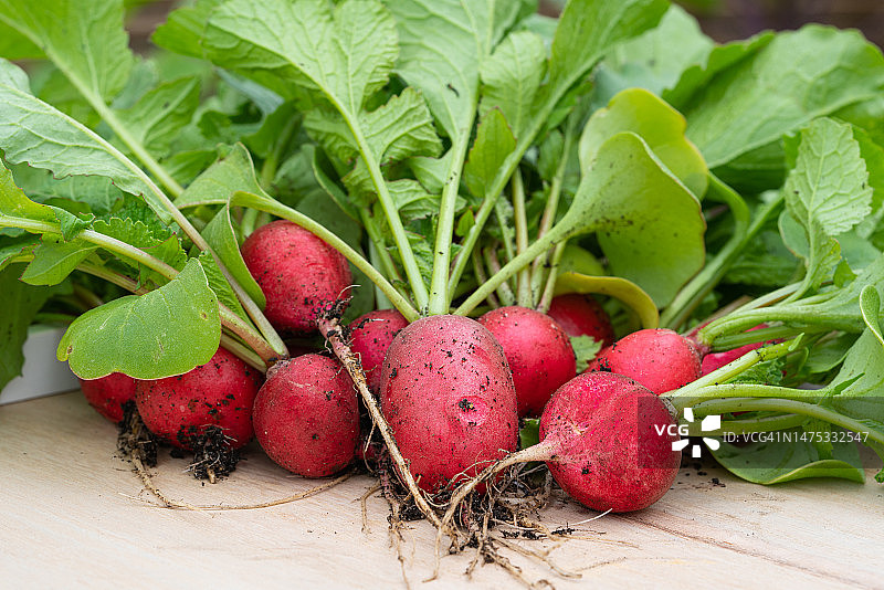 德国居家种植的萝卜特写图片素材