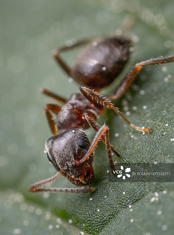 印度尼西亚树叶上的蜘蛛特写图片素材