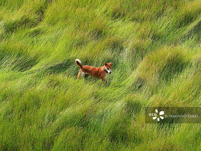 印度草地上奔跑的狗狗（高角度）图片素材