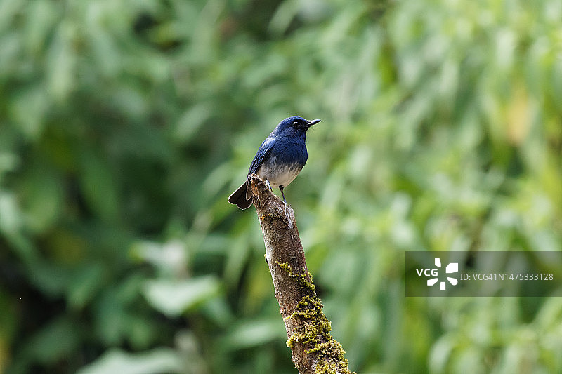 蓝喉仙鹟栖息树枝特写图片素材