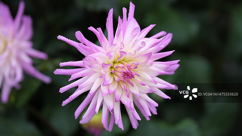 维多利亚州谢珀顿的粉色植物特写图片素材