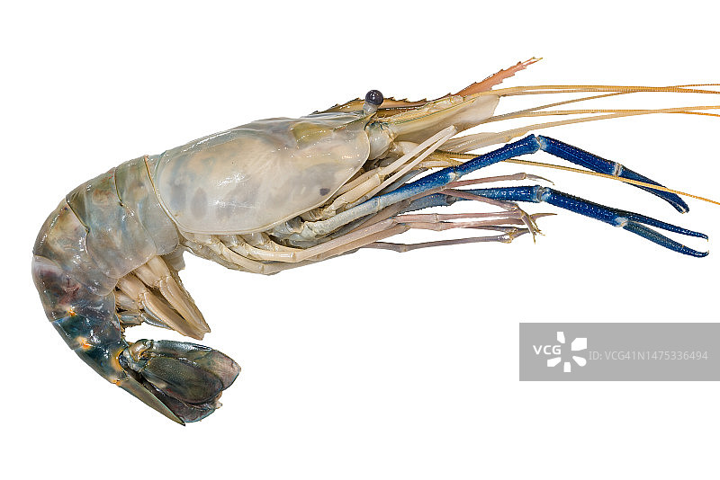 新鲜大虾图片素材