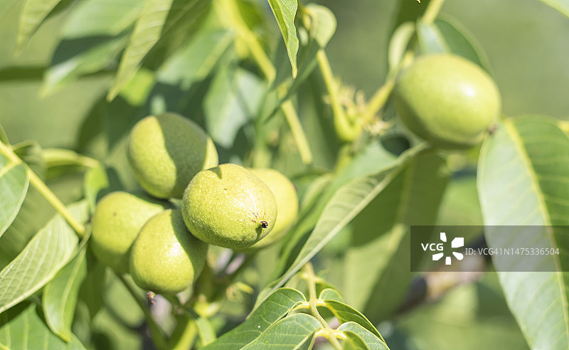 特写镜头：科切尔任科品种的绿色小核桃生长在树上，等待成熟，罗马尼亚克拉约瓦图片素材