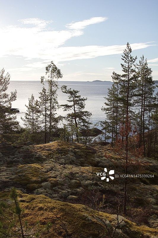 俄罗斯拉多加湖畔地景树木图片素材