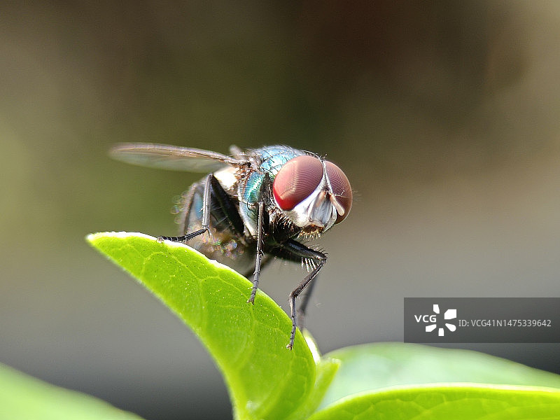 苍蝇在叶片上特写图片素材
